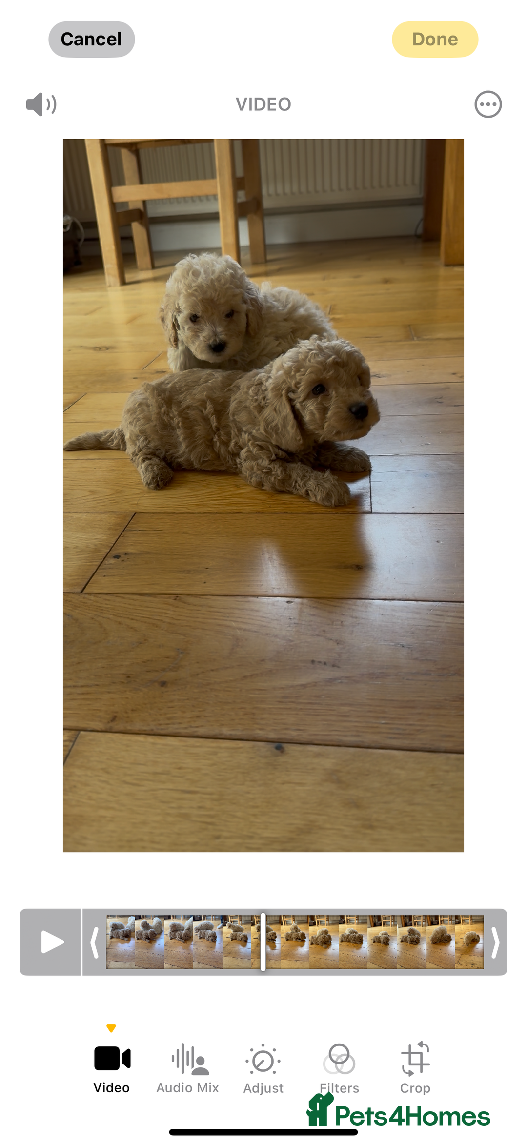 Poochon dogs for sale: Tiny farm bred teddy bear bundles of fun !  - Image 30