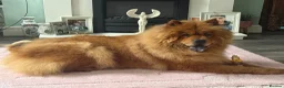 Chow Chow dogs for sale: Chow chow female  - Advert 6