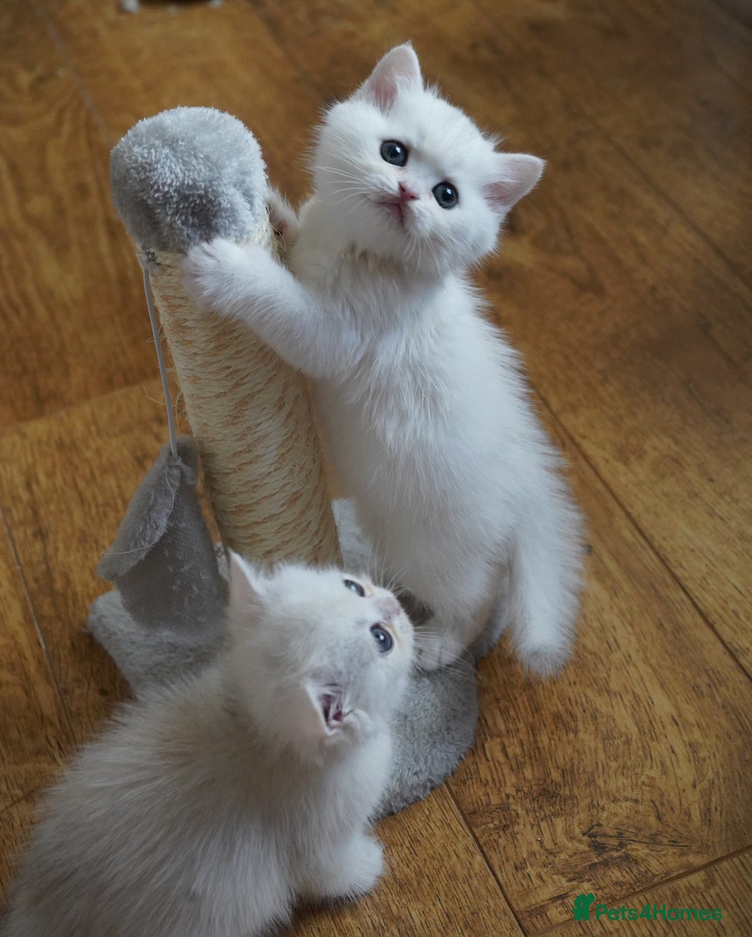 British Shorthair cats for sale: British Shorthair Chinchilla - Advert 19