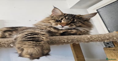 Maine Coon cats Pedigree Maine Coon boy  - Advert 9