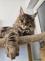 Maine Coon cats Pedigree Maine Coon boy - Advert 9