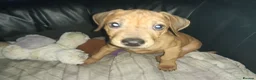 Rhodesian Ridgeback dogs for sale: 🦁RHODESIAN RIDGEBACKS PUPPIES🦁  - Advert 5