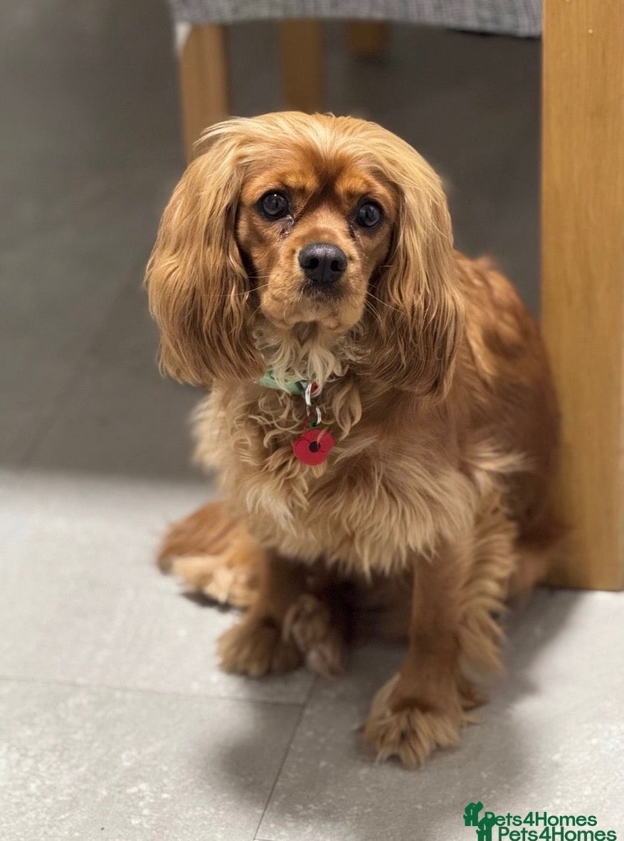 Cavalier King Charles Spaniel dogs Exquisite CKCS Pups - Coi 1%!!  - Advert 1