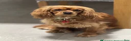 Cavalier King Charles Spaniel dogs for sale: Exquisite CKCS Pups - Coi 1%!!  - Advert 1