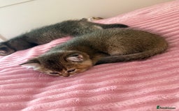 Scottish Fold cats for sale: Scottish fold kittens - Image 11