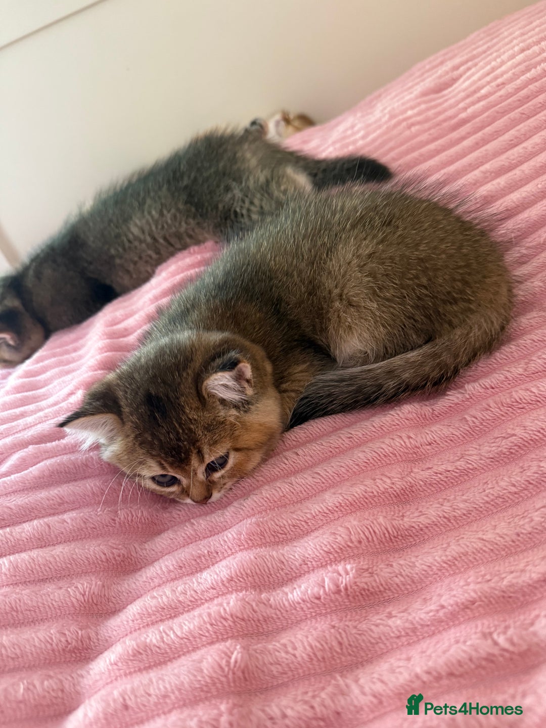 Scottish Fold cats for sale: Scottish fold kittens - Image 11