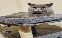 British Shorthair cats for sale: Beautiful Male British Shorthair for Sale – "Sky" - Image 1