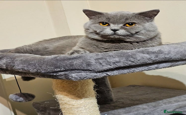 British Shorthair cats - Advert 13