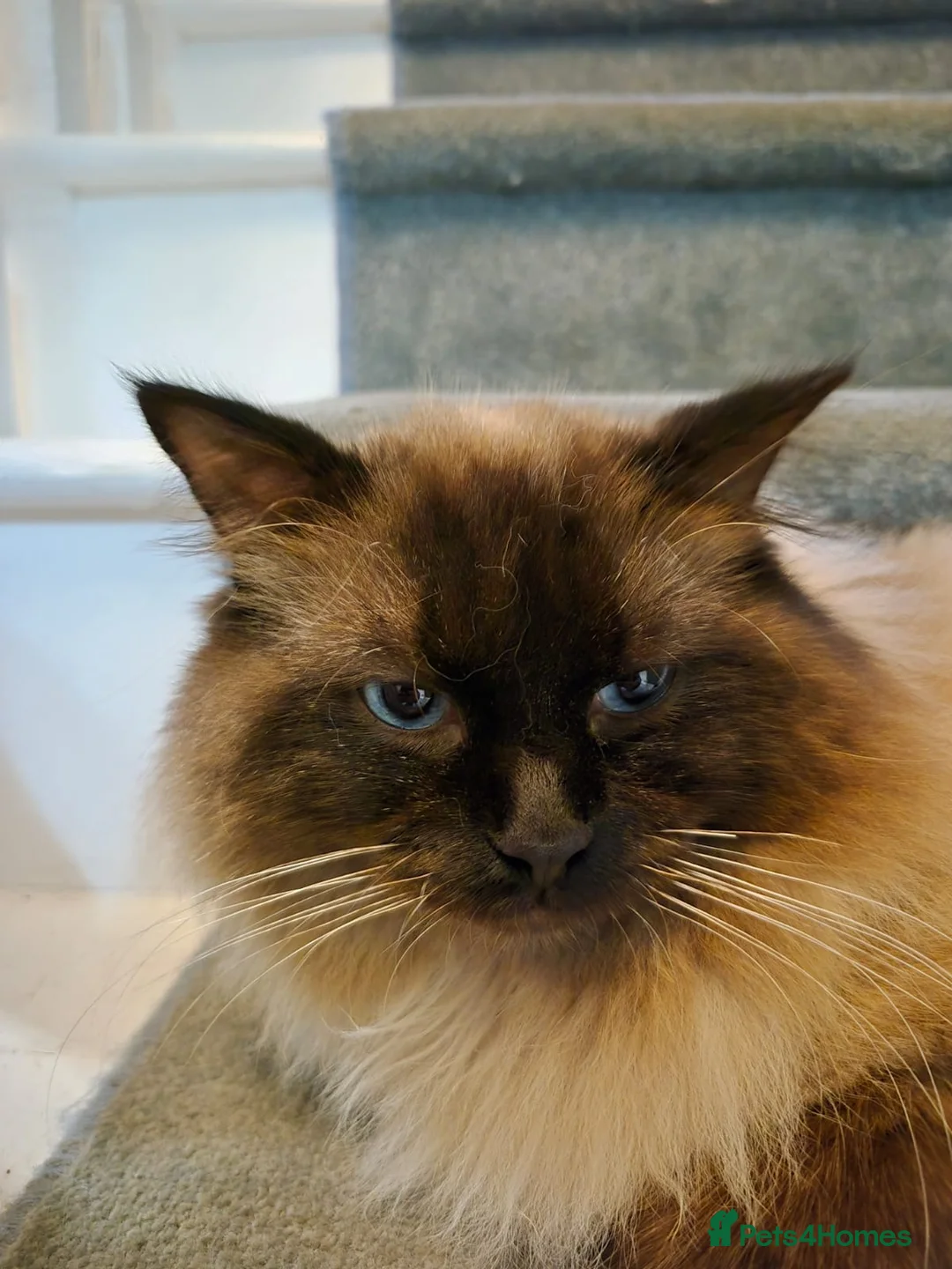 Ragdoll cats for stud: Ragdoll for stud  in Goole - Advert 5