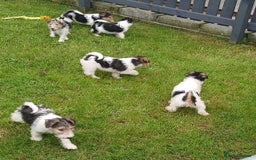 Fox Terrier dogs for sale: KC Reg Wire Fox Terrier Puppies READY NOW - Image 28