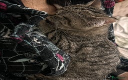 Mixed Breed cats for sale: Female mixed tabby  - Image 2