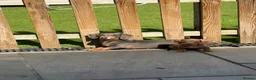 Miniature Dachshund dogs for sale: LAST MINIATURE DACHSHUND BOY - Advert 10