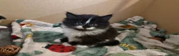 British Shorthair cats for sale: 1 beautiful kitten left - Advert 6