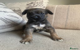 Mixed Breed dogs for sale: Cane corso X Alaskan malamute surprise litter  - Image 9