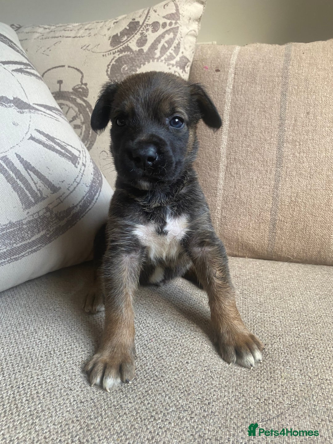 Mixed Breed dogs for sale: Cane corso X Alaskan malamute surprise litter  - Image 9