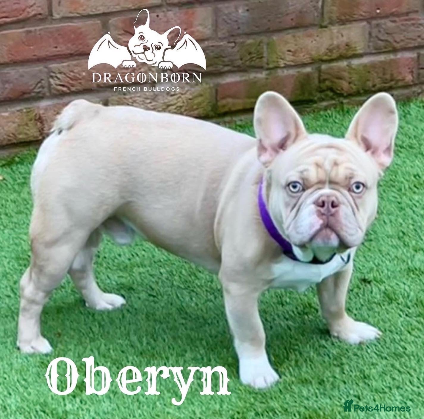 French Bulldog dogs ISABELLA NEW SHADE MAKER SILVER HEALTH TESTED + in Stoke-on-Trent - Advert 17