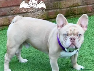 French Bulldog dogs ISABELLA NEW SHADE MAKER SILVER HEALTH TESTED + in Stoke-on-Trent - Advert 3