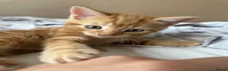 Domestic Shorthair cats for sale: Ginger boy & tortie girls waiting for new families - Advert 13