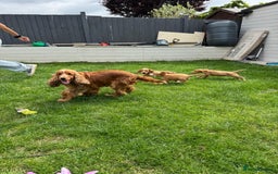 Cocker Spaniel dogs for sale: Stunning Litter of KC Reg Cocker Spaniel Puppies - Image 19