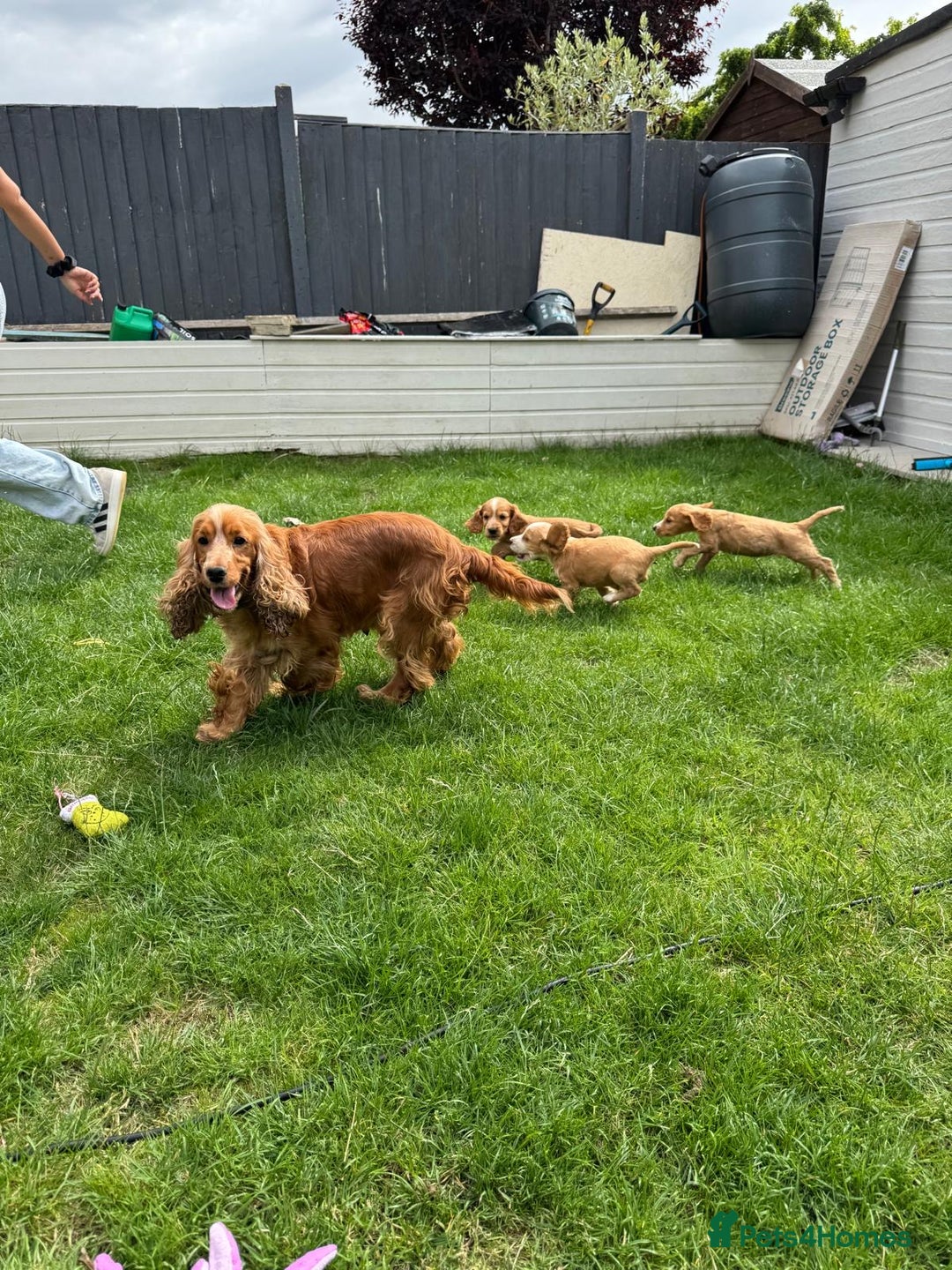 Cocker Spaniel dogs for sale: Stunning Litter of KC Reg Cocker Spaniel Puppies - Image 19
