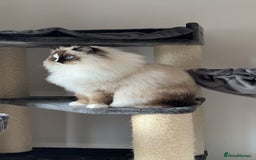 Ragdoll cats for sale: Mochi - Image 3
