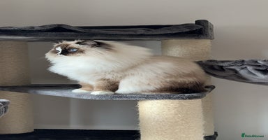 Ragdoll cats - Advert 7