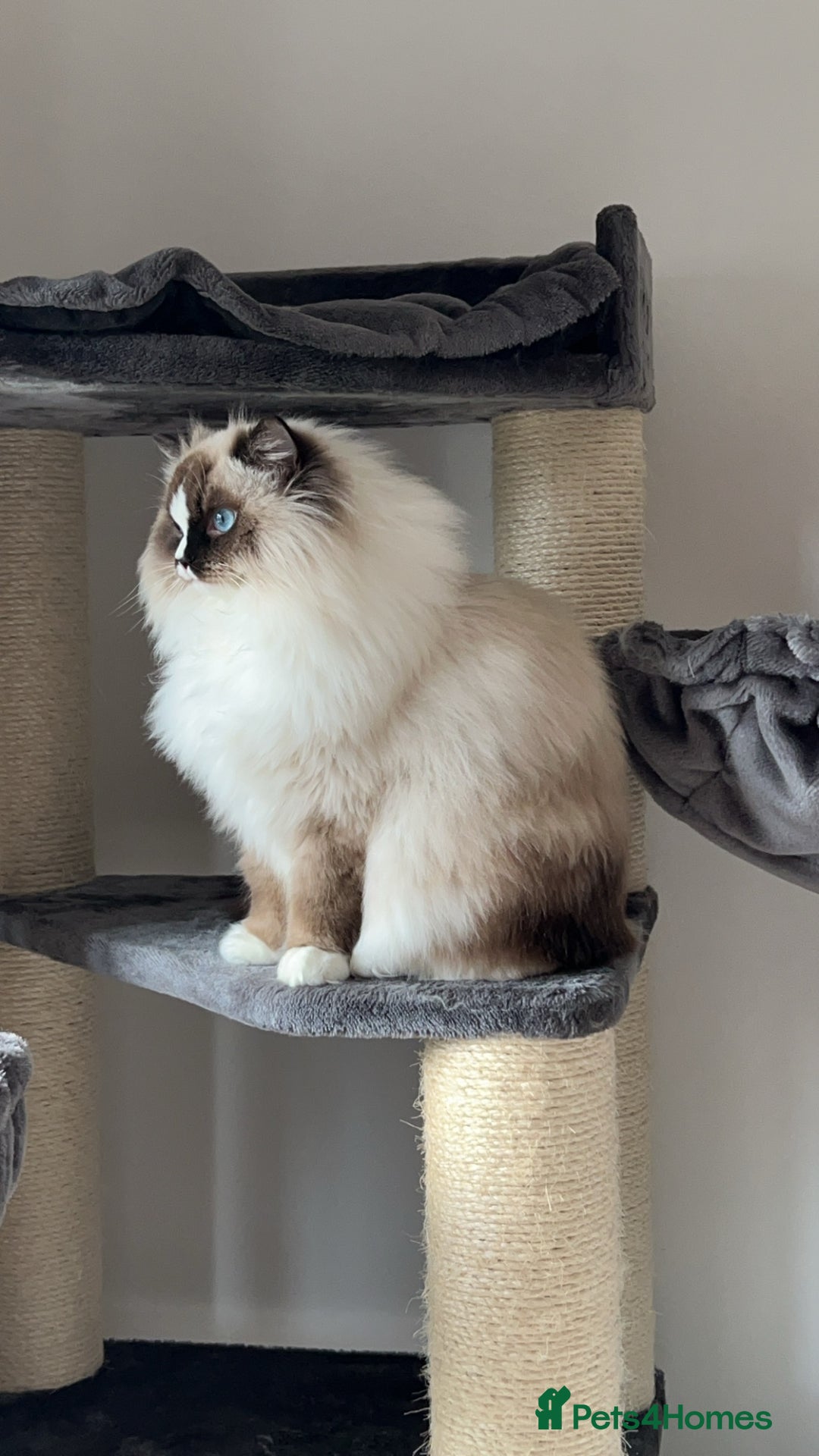 Ragdoll cats for sale: Mochi - Image 3