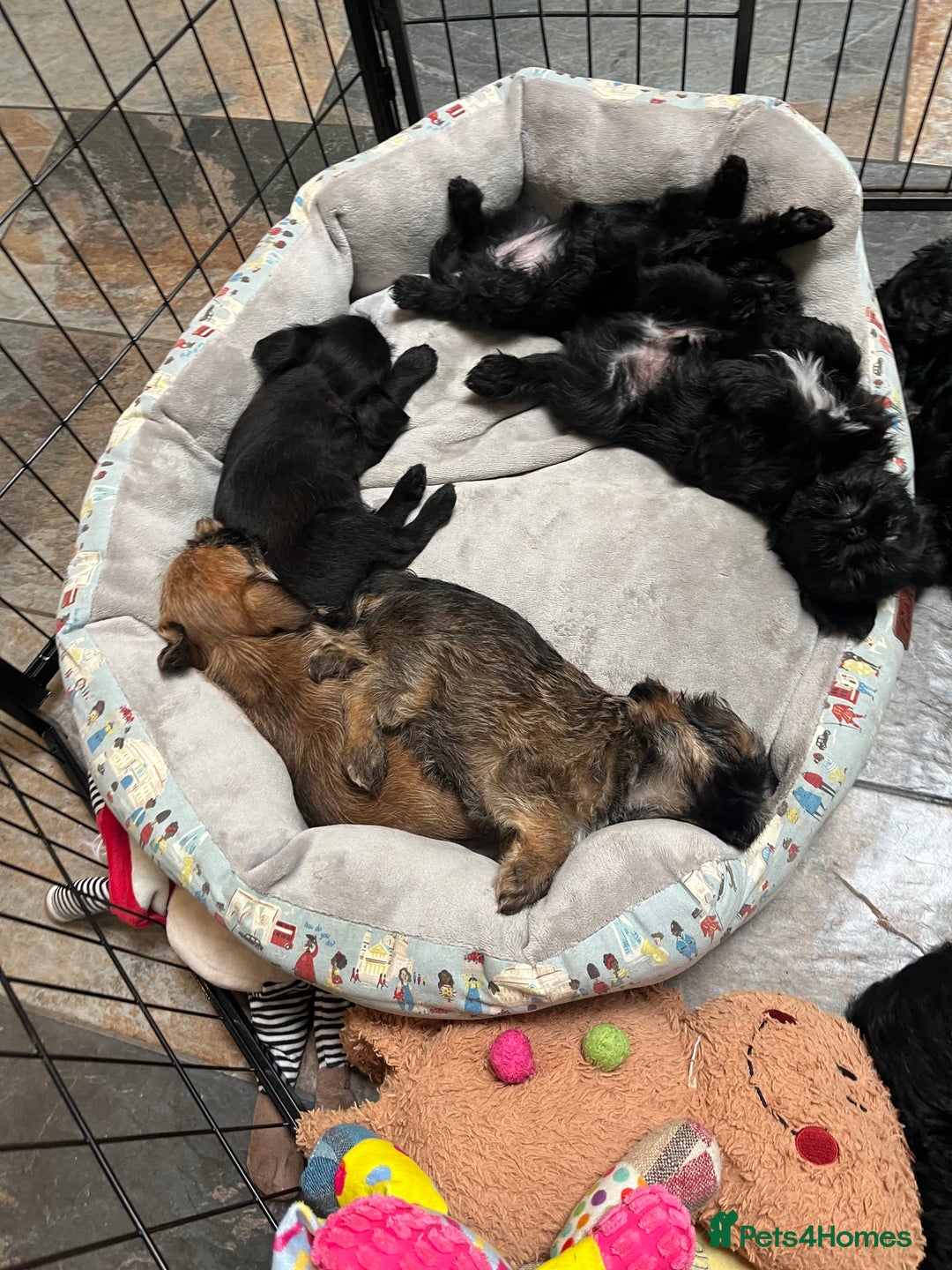 Griffon Bruxellois dogs for sale: New Kids on the Block - Image 21