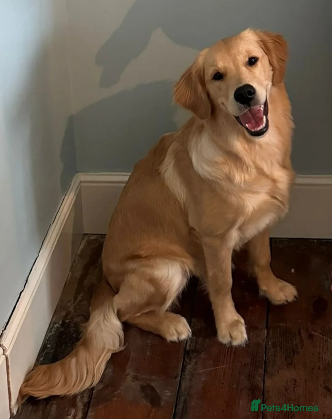 Golden Retriever dogs for sale: Golden Retriever Puppies in Whitstable - Advert 20