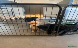 Labrador Retriever dogs for sale: Yellow and black Labrador puppies in Whitchurch - Image 28