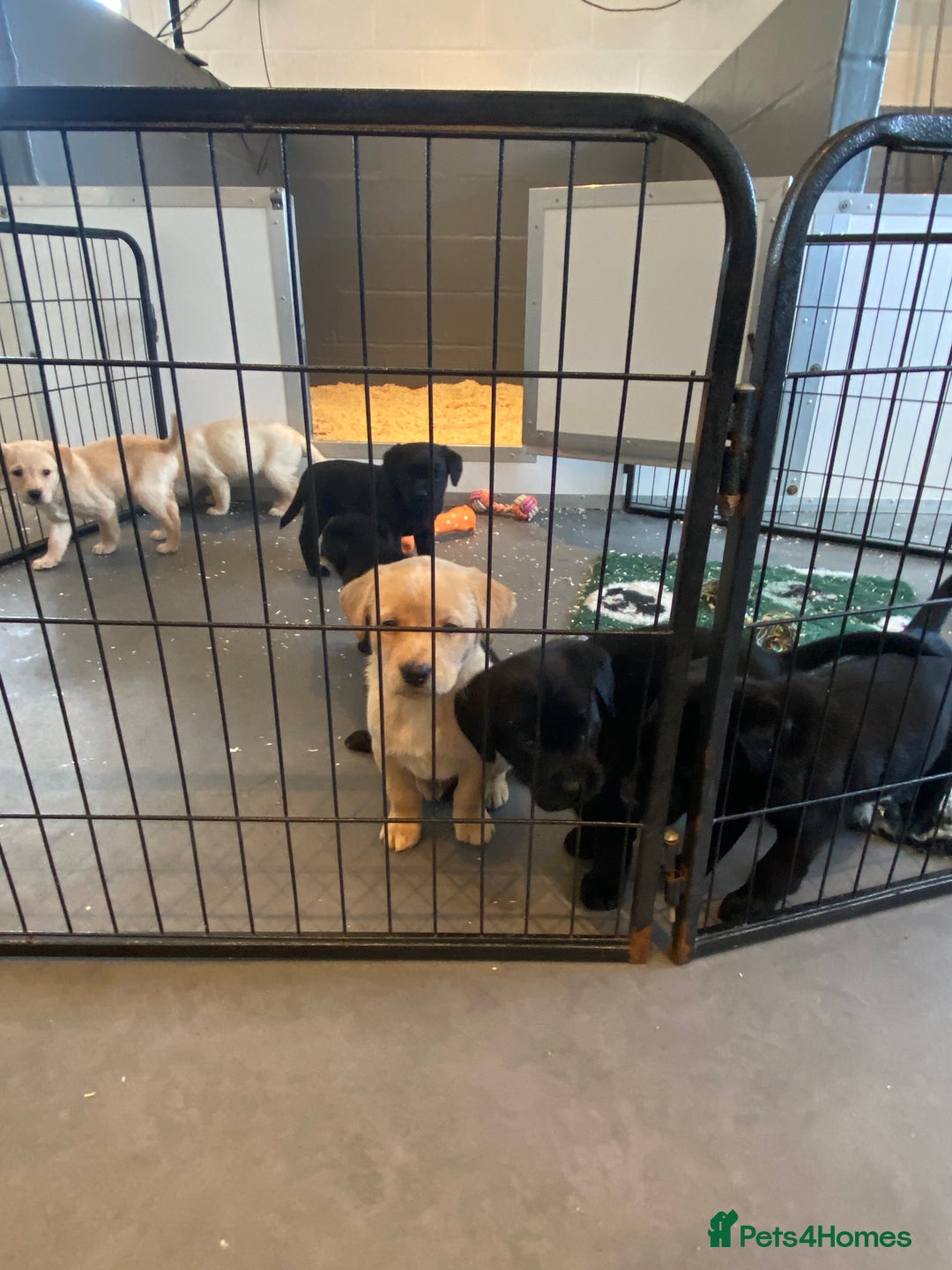 Labrador Retriever dogs for sale: Yellow and black Labrador puppies in Whitchurch - Image 28