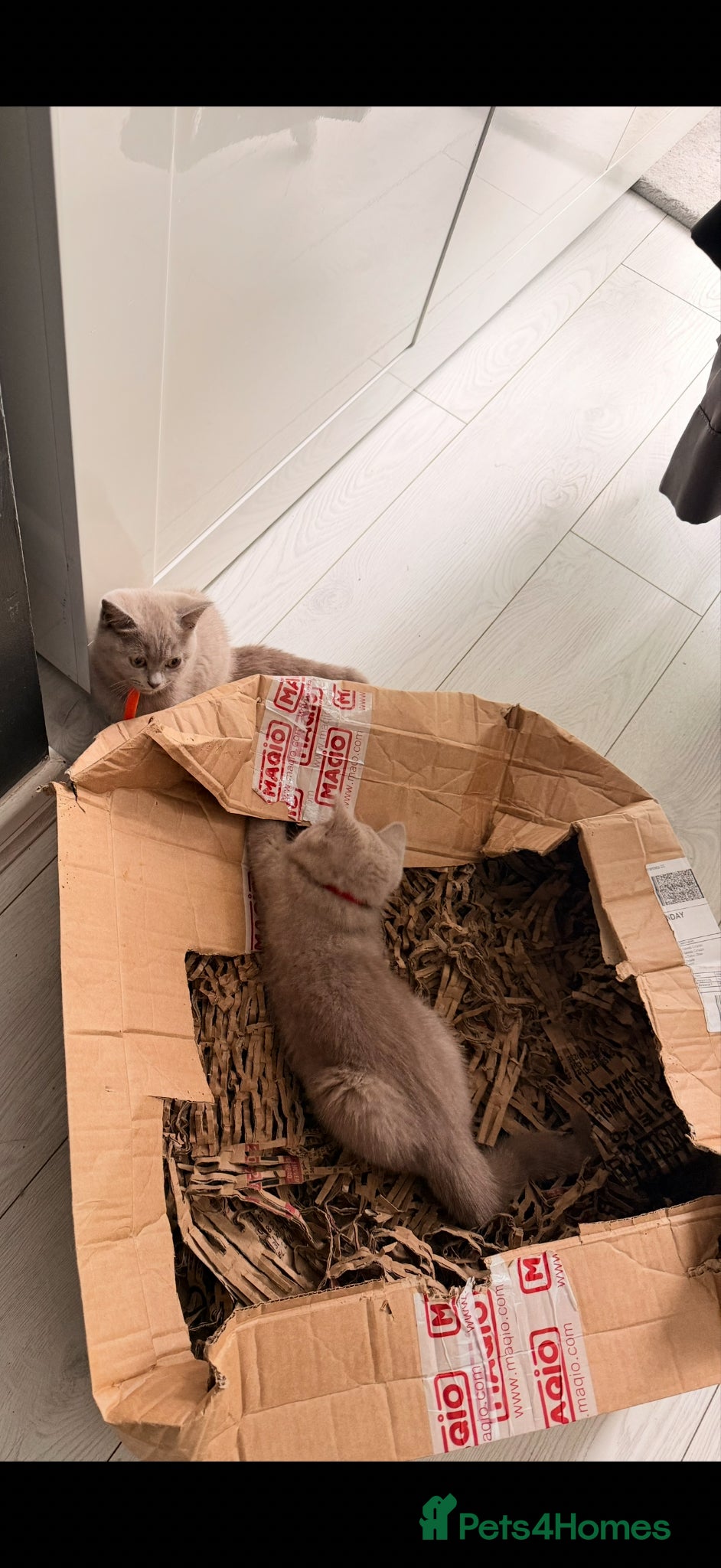 British Shorthair cats for sale: 3 gorgeous British shorthair  in Cheadle - Advert 2