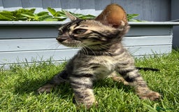 Bengal cats for sale: Bengal Kittens For Sale (Ready To Go - 1 left) - Image 4