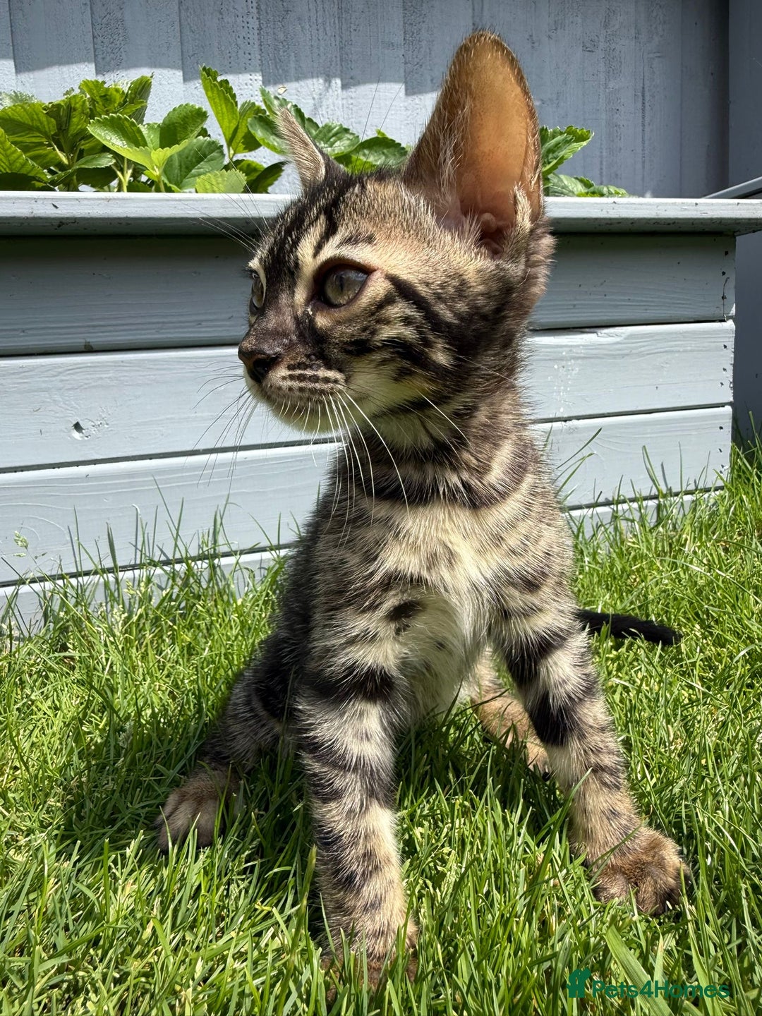 Bengal cats for sale: Bengal Kittens For Sale (Ready To Go - 1 left) - Image 4