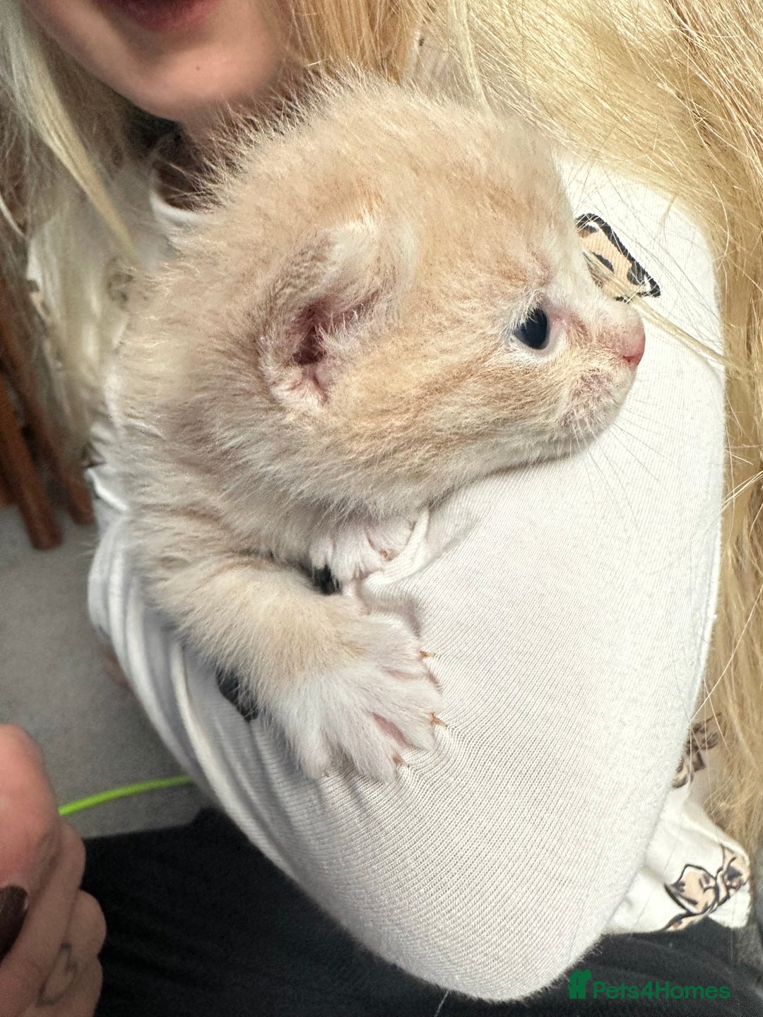 Mixed Breed cats for sale: 3 beautiful greys and a stunning cream kitten - Image 4
