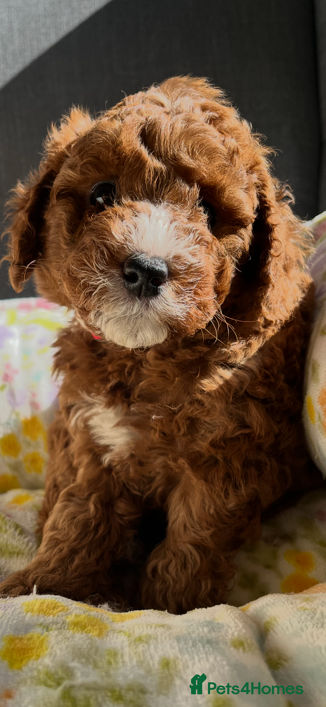 Labradoodle dogs for sale: Mini Red Labradoodle 🧬 clear  - Image 22