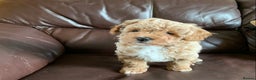 Poochon dogs for sale: Outstanding Poochon puppies - Advert 8
