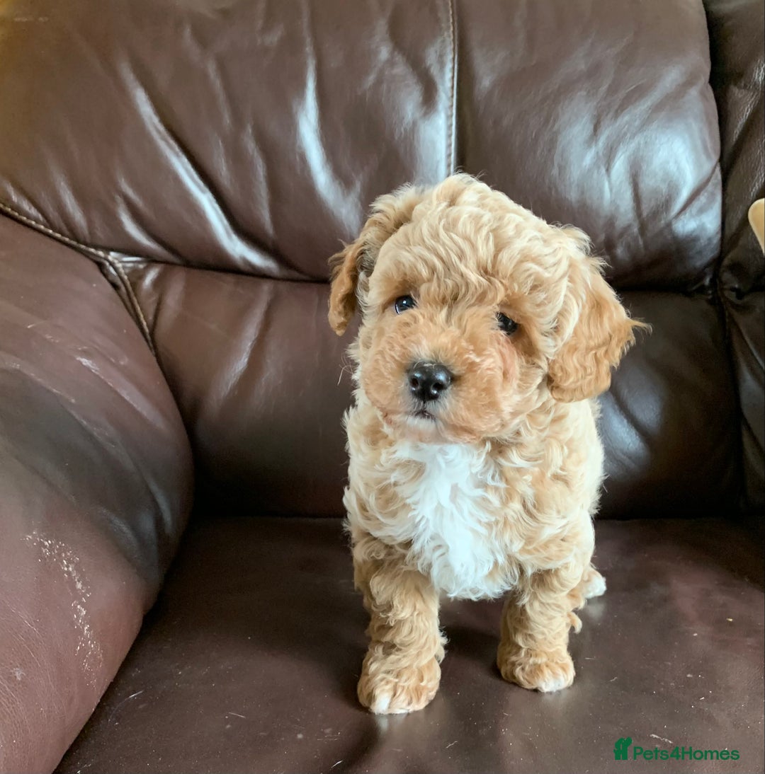 Poochon dogs for sale: Outstanding Poochon puppies - Advert 8