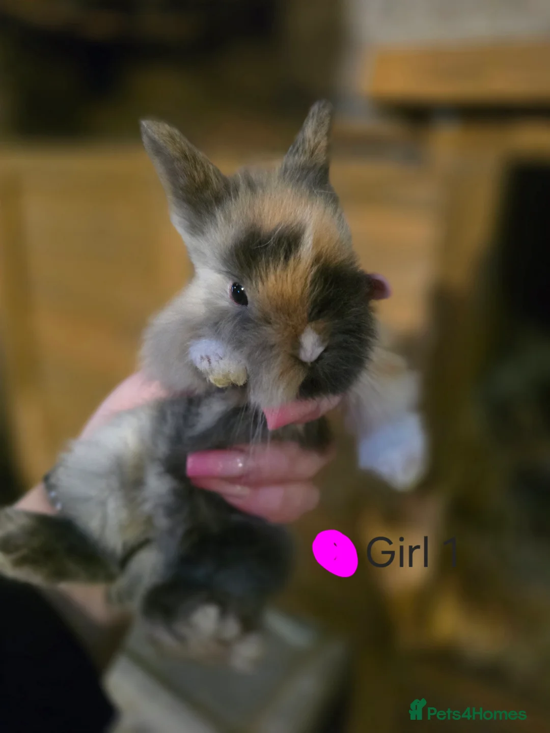 Lionhead rabbits for sale: Double Mained Lionheads Ready For Reserve  - Advert 1