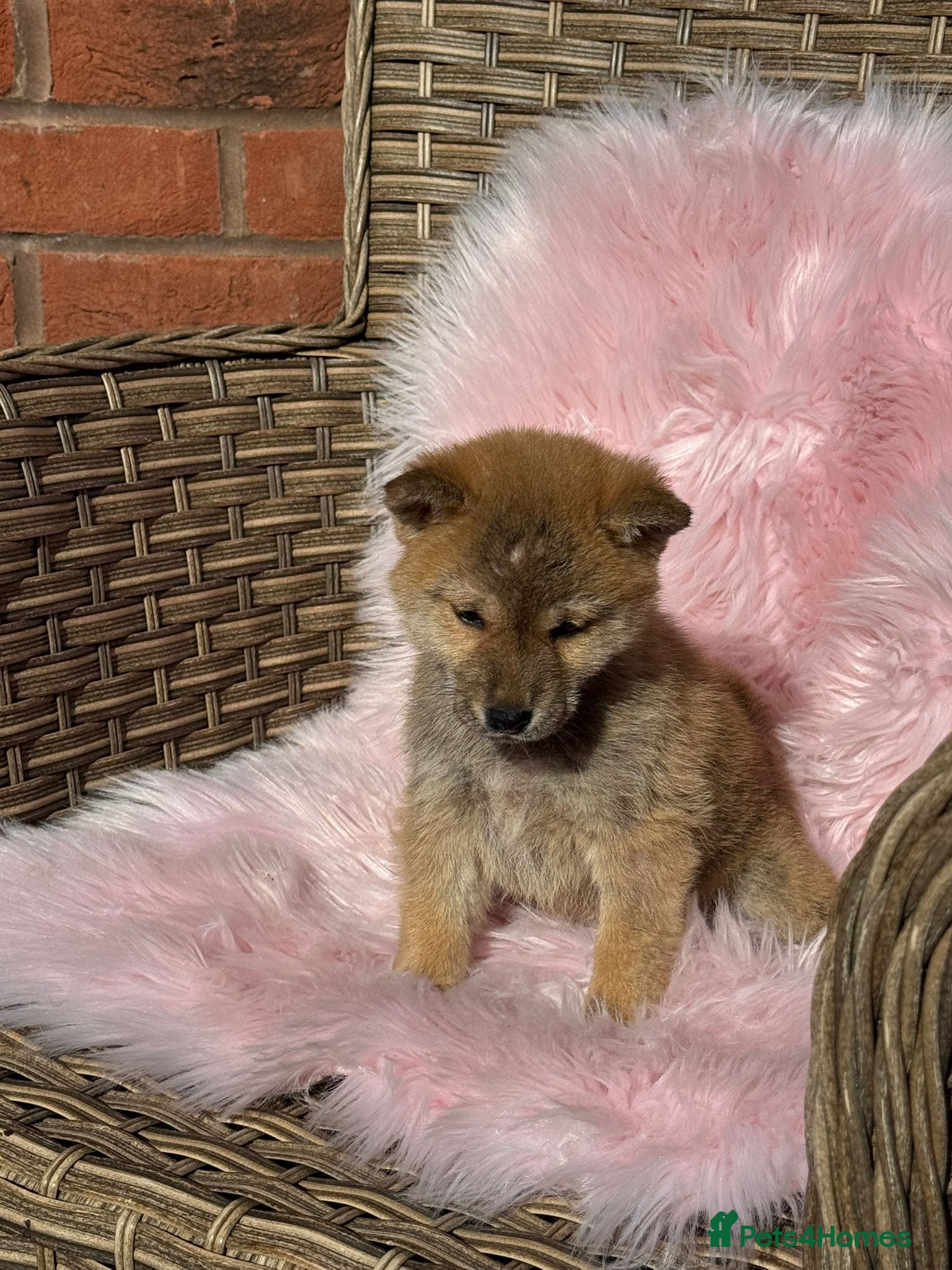Japanese Shiba Inu dogs Shiba girl kc registered  - Advert 14