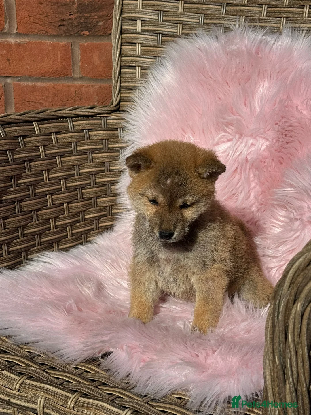 Japanese Shiba Inu dogs for sale: Shiba girl kc registered  - Advert 1
