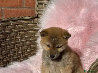 Japanese Shiba Inu dogs Shiba girl kc registered - Advert 14