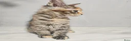 Maine Coon cats for sale: Last female tica registered available  - Advert 8
