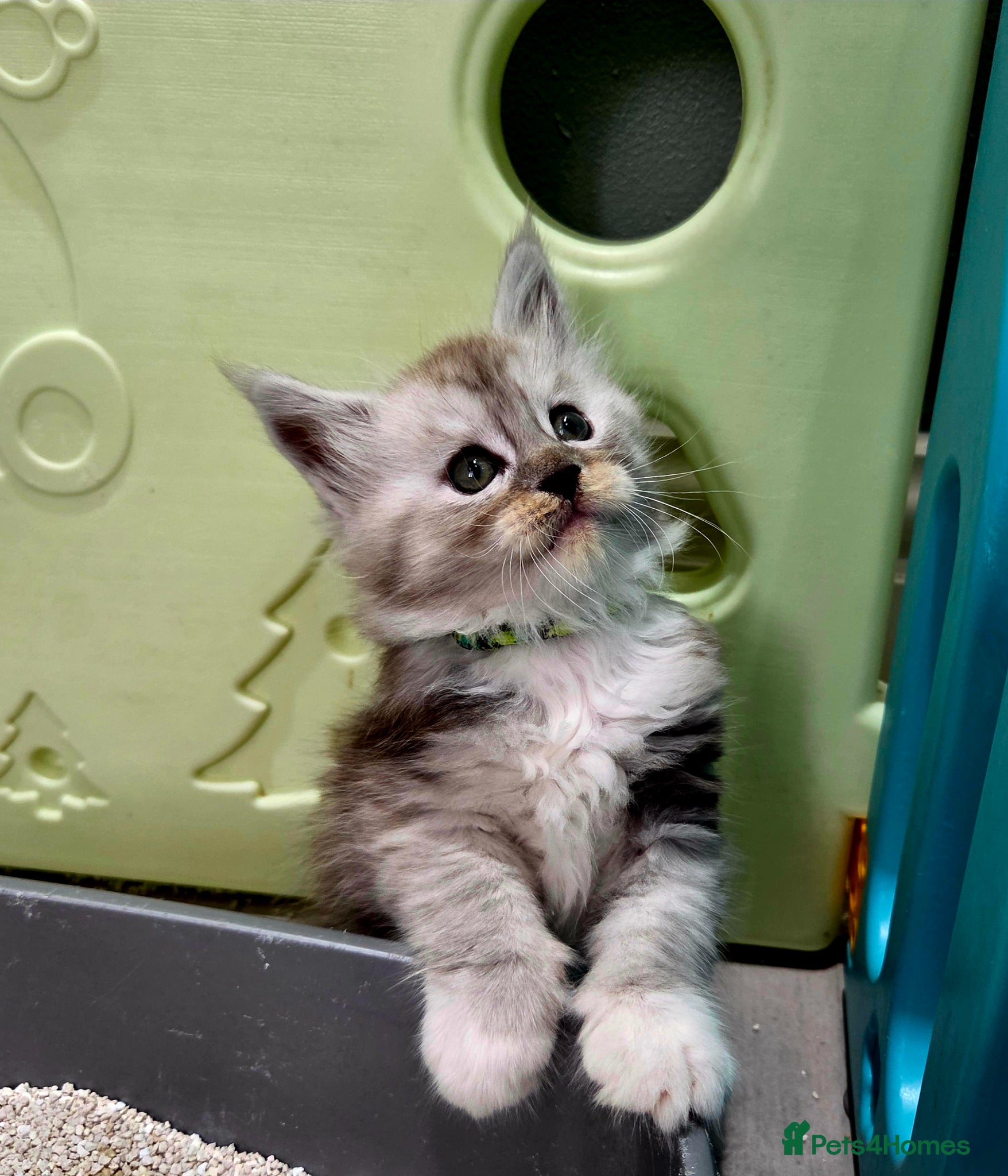 Maine Coon cats Rare polydactyl and silver kittens - Advert 7