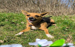 Mixed Breed dogs for adoption: 💖🐶 BARBIE 🐶💖 - Image 1