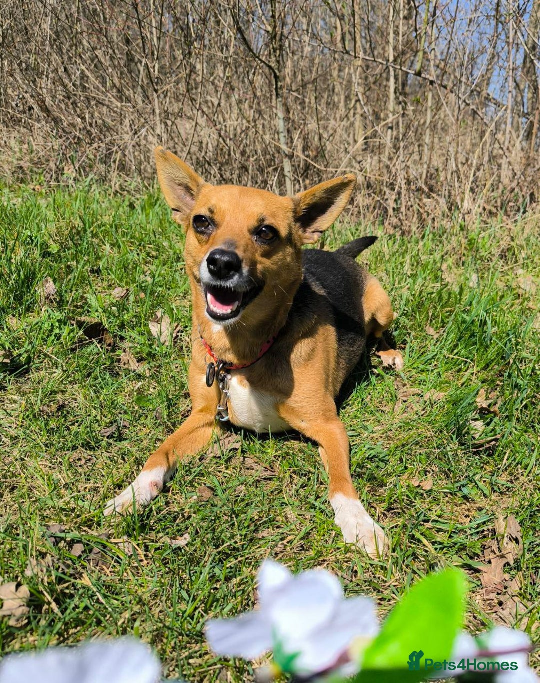 Mixed Breed dogs for adoption: 💖🐶 BARBIE 🐶💖 - Image 1