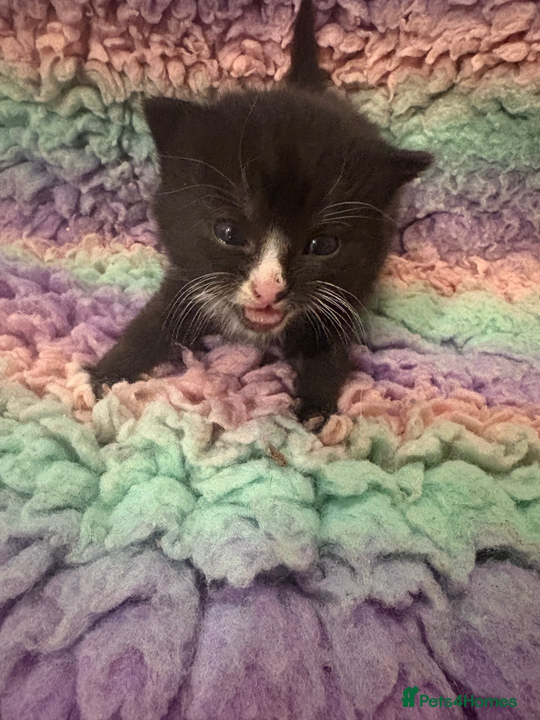 Mixed Breed cats for sale: 5 little kittens  - Advert 3