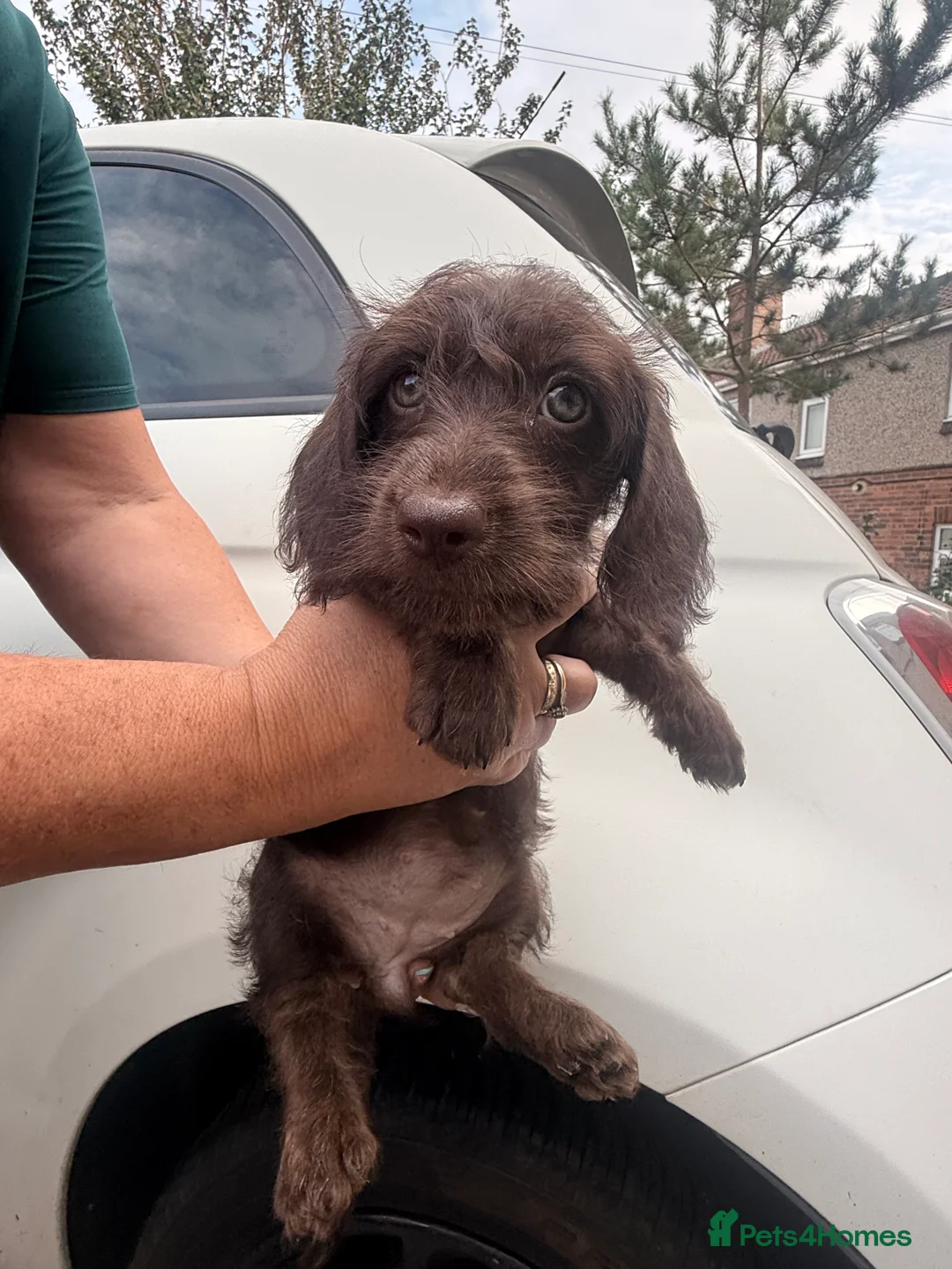 Mixed Breed dogs for sale: Doxiepoos  - Advert 2