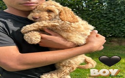 Cockapoo dogs for sale: 6 beautiful champagne and gold 🐶  - Image 20
