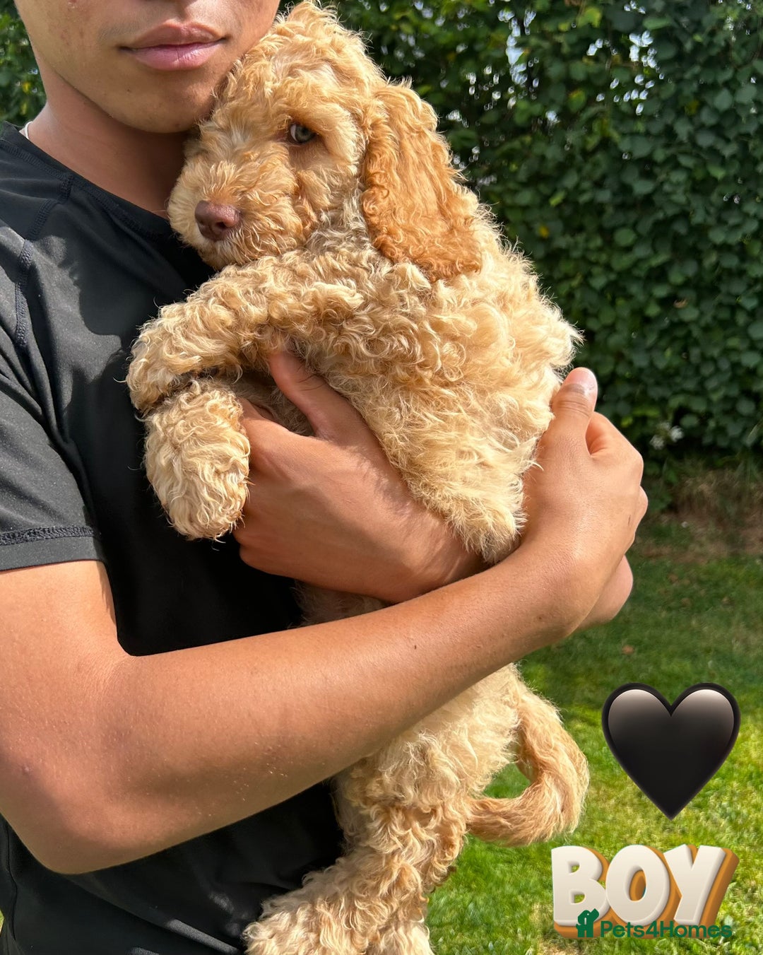 Cockapoo dogs for sale: 6 beautiful champagne and gold 🐶  - Image 20